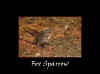 Fox Sparrow.jpg (85989 bytes)